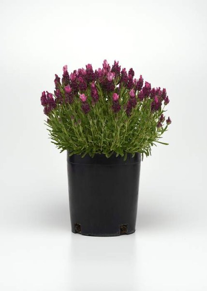 lavandula bandera deep rose 2
